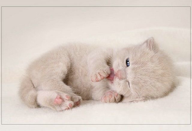 651322 - котята, природа, животные, кошки - оригинал