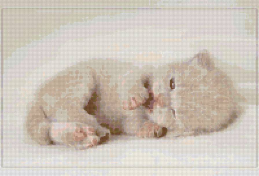 651322 - кошки, животные, котята, природа - предпросмотр