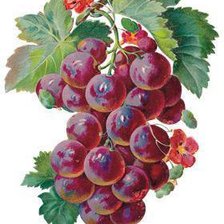 Оригинал схемы вышивки «виноград» (№44009)