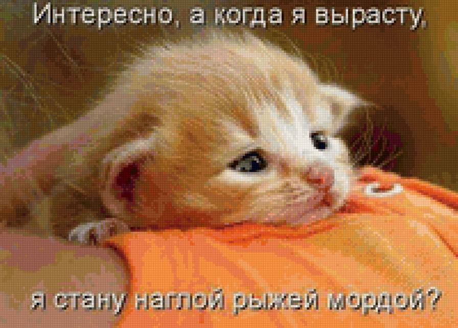 654552 - природа, кошки, животные, котята - предпросмотр