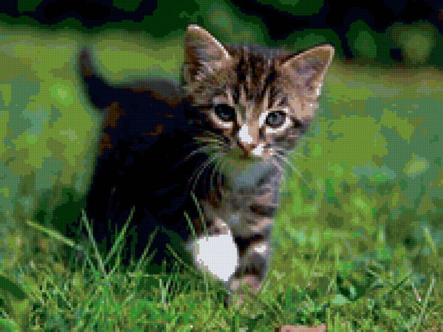 6964 - котята, природа, кошки, животные - предпросмотр