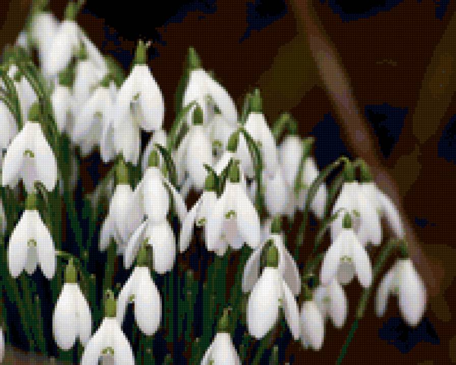 цветы5 - природа, цветы - предпросмотр