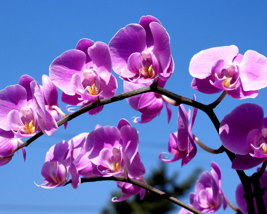 орхидея - цветы, природа - оригинал