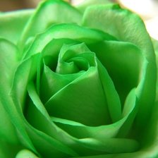 Схема вышивки «роза зелёная»