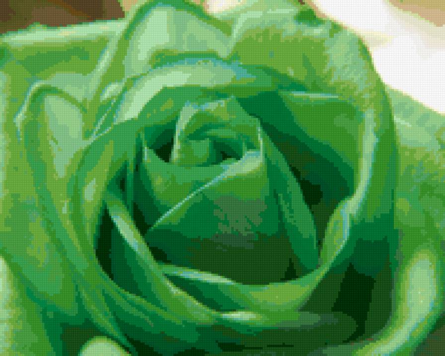 роза зелёная - цветы, природа - предпросмотр