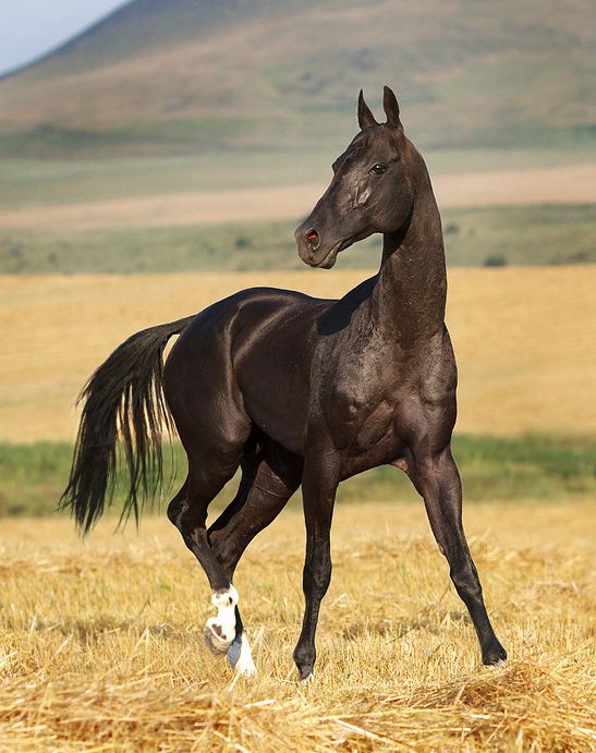 Красавчик - лошадь, животные, конь - оригинал