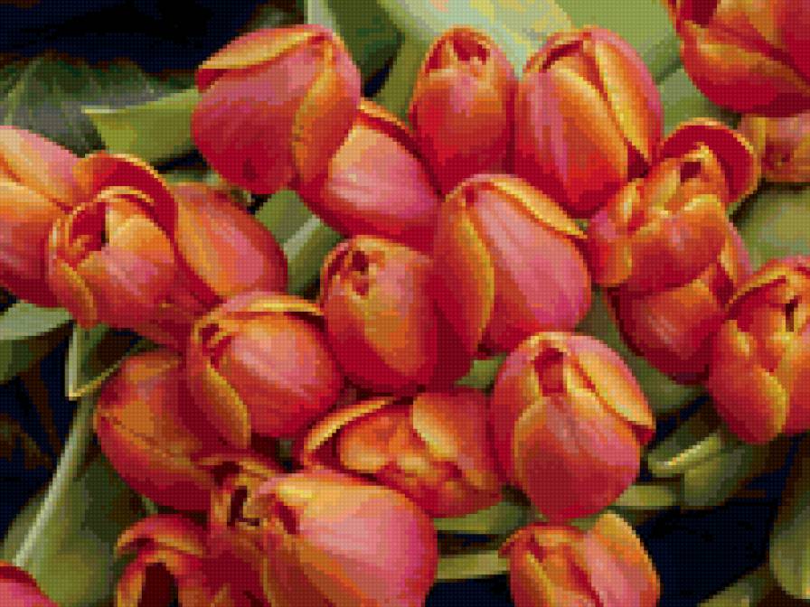 тюльпаны - цветы, природа - предпросмотр