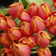 Схема вышивки «тюльпаны»