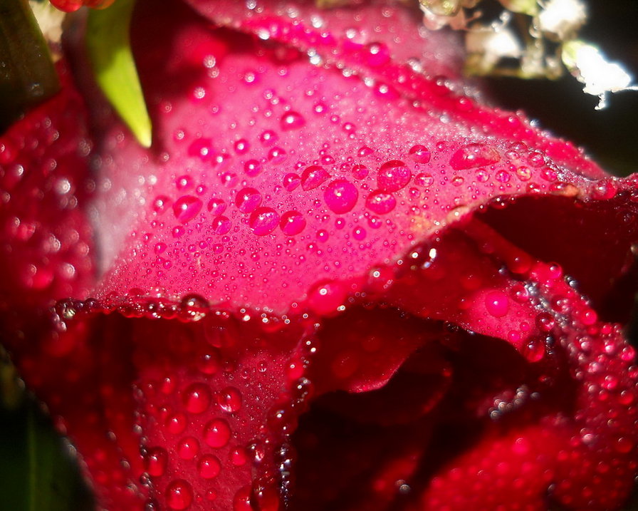 роса на розе1 - цветы, природа - оригинал