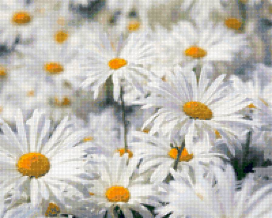 ромашки - природа, цветы - предпросмотр