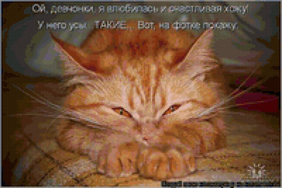 54656 - кошки, природа, котята, животные - предпросмотр