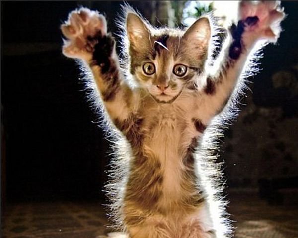 5635 - кошки, природа, животные, котята - оригинал