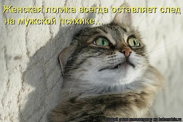 5641 - животные, природа, кошки, котята - оригинал