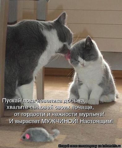 65442 - кошки, котята, животные, природа - оригинал