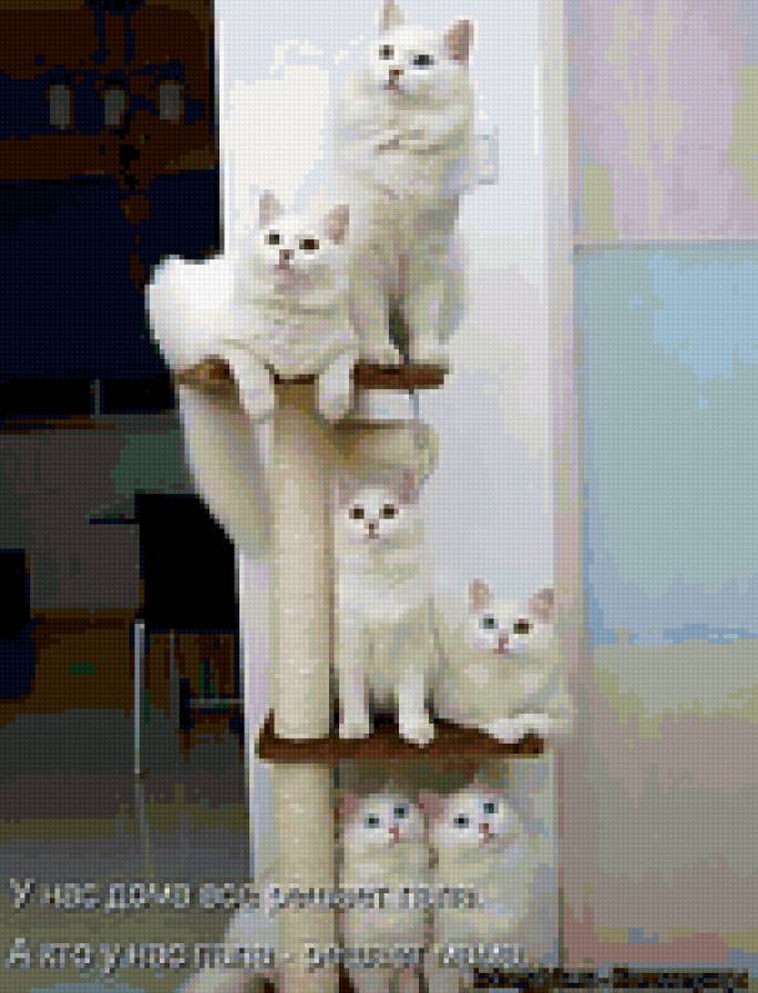 86543 - котята, кошки, природа, животные - предпросмотр