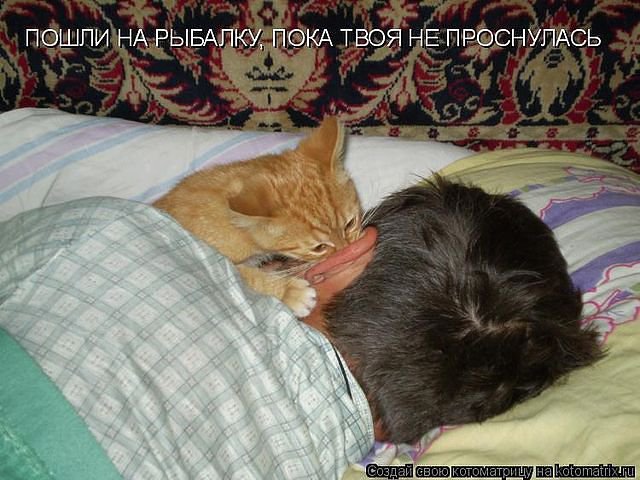 65664 - животные, котята, кошки, природа - оригинал