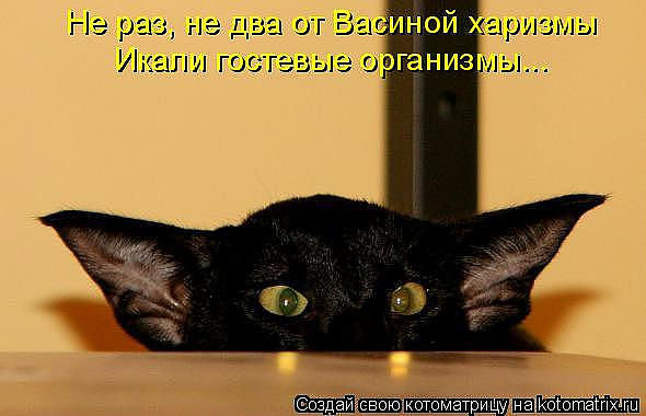 782 - животные, природа, кошки, котята - оригинал