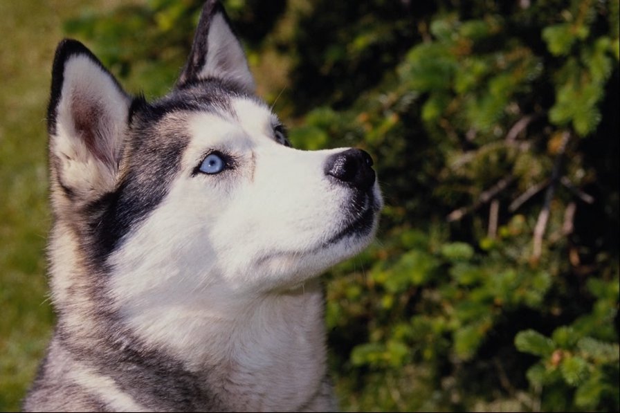 Хаски - оригинал