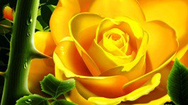 Желтая роза - цветы, роза - оригинал