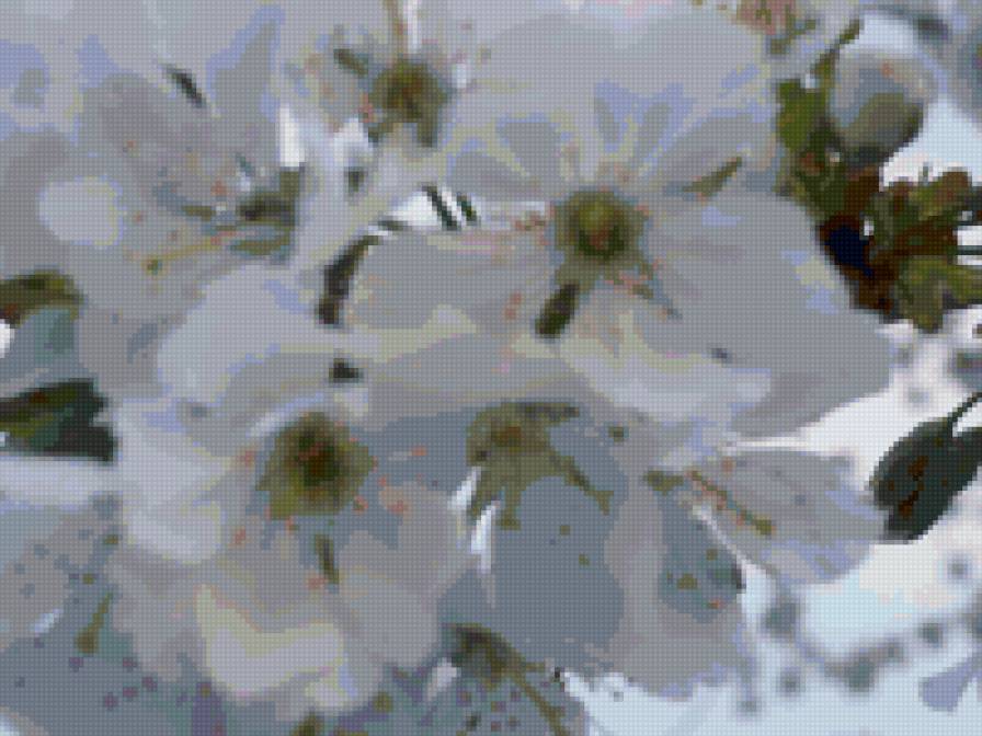 черешни белое цветенье - весна, цветы - предпросмотр