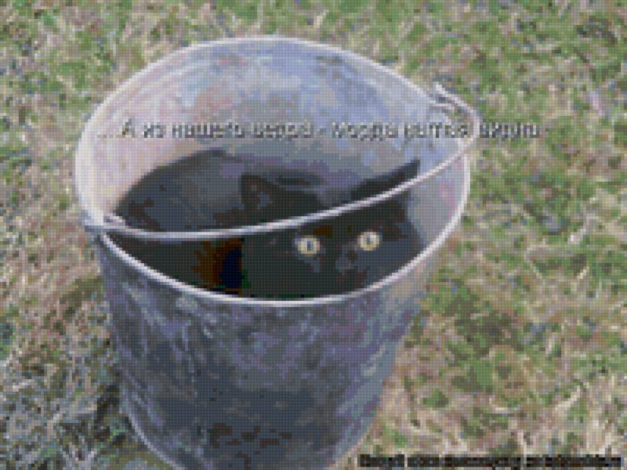 687654 - котята, животные, природа, кошки - предпросмотр