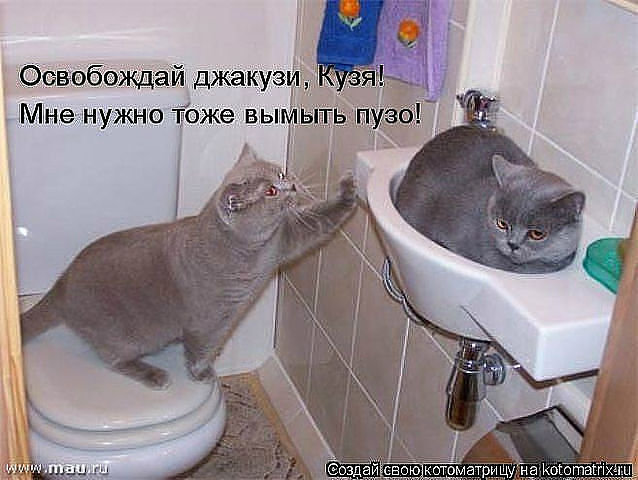 689 - животные, кошки, природа, котята - оригинал