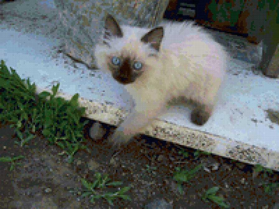 8655 - котята, природа, животные, кошки - предпросмотр