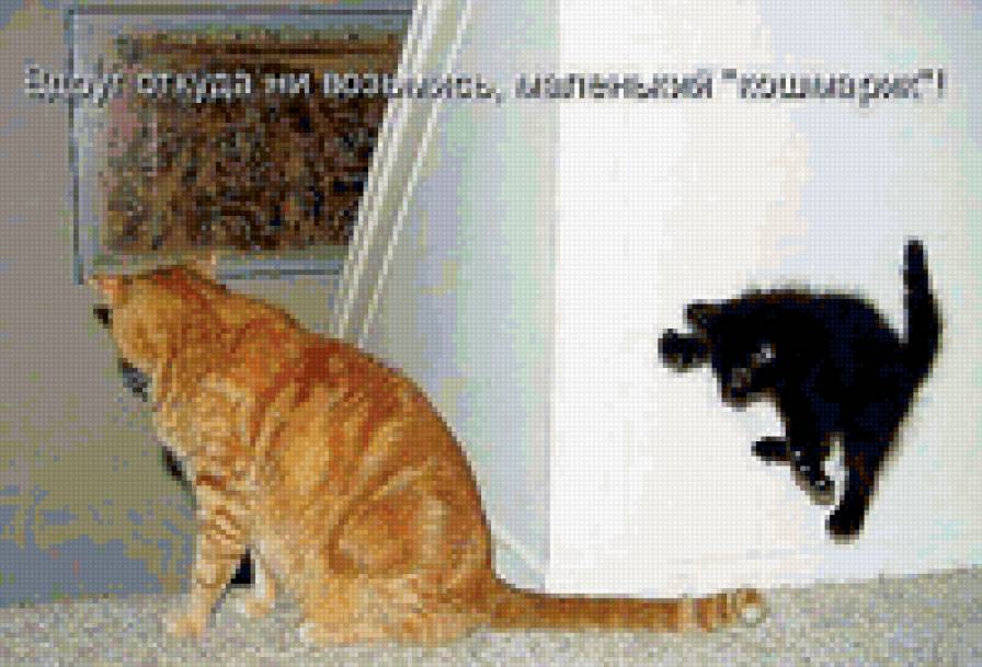 64554 - котята, животные, кошки, природа - предпросмотр