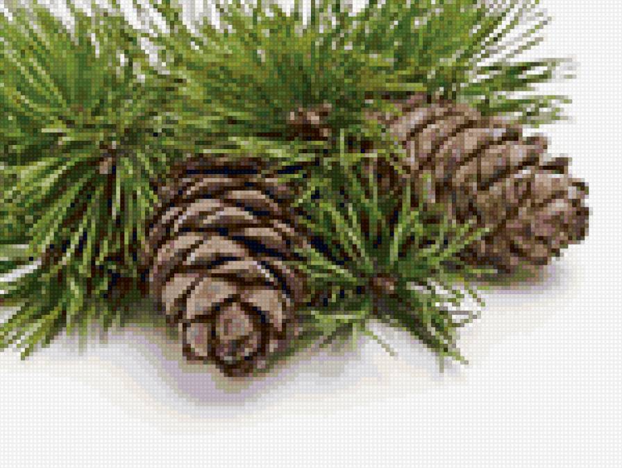 Кедр - ветка, кедр - предпросмотр