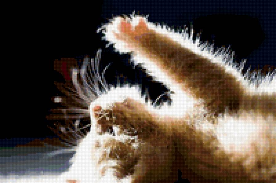 74343 - кошки, животные, природа, котята - предпросмотр