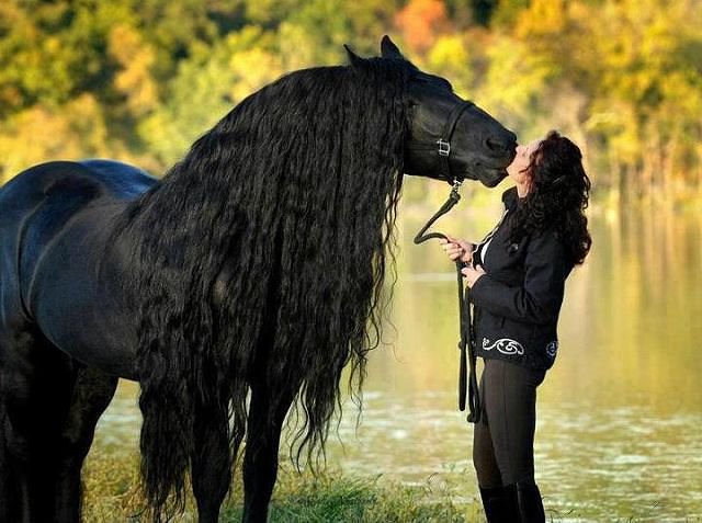 страстный поцелуй - животные, кони, природа - оригинал