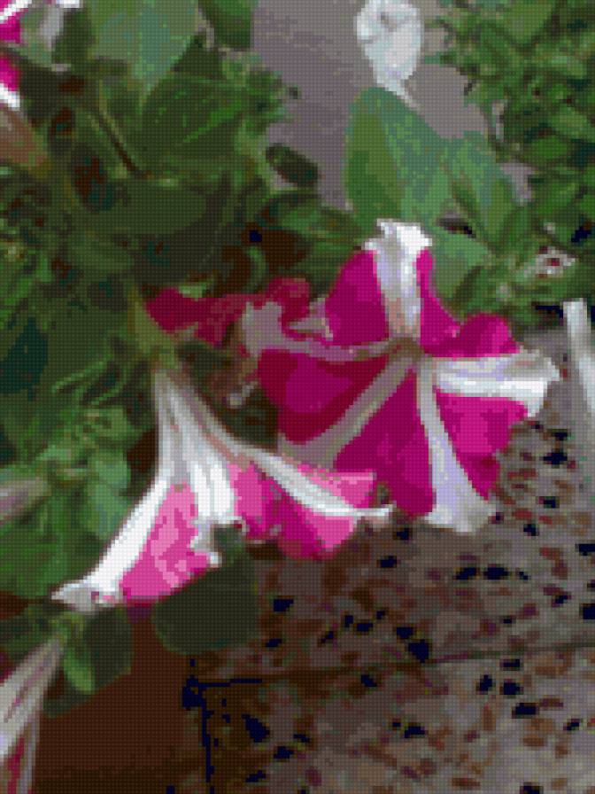 петуния - цветы - предпросмотр