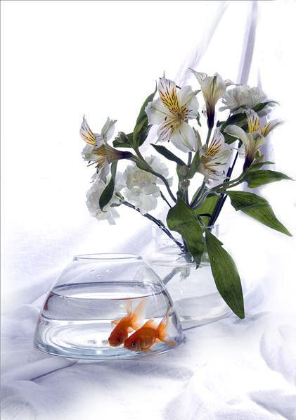 Серия "Цветы" - цветы, рыбки - оригинал