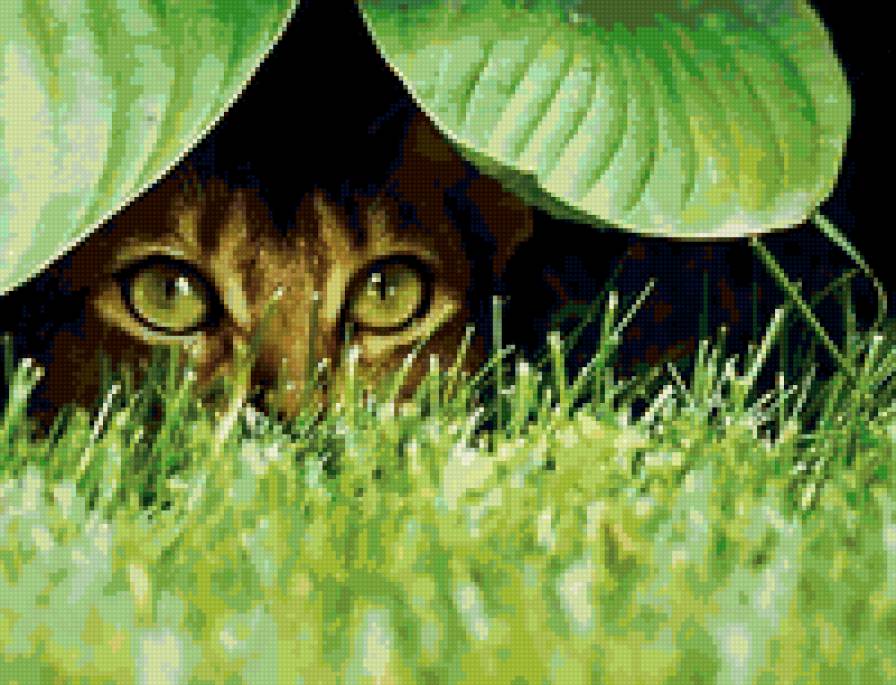 взгляд7 - кошки, природа, котята, животные - предпросмотр