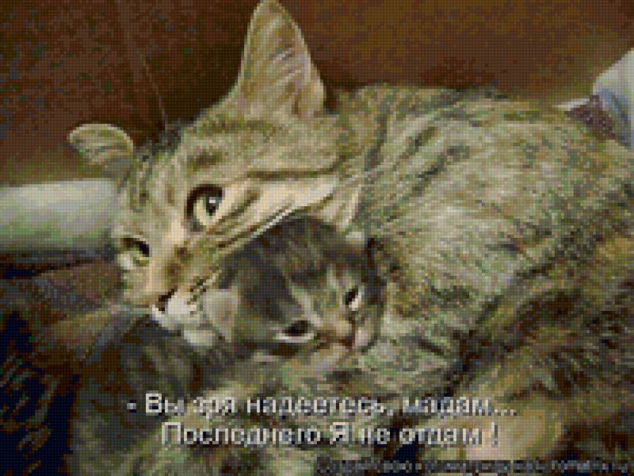 659674 - кошки, животные, природа, котята - предпросмотр