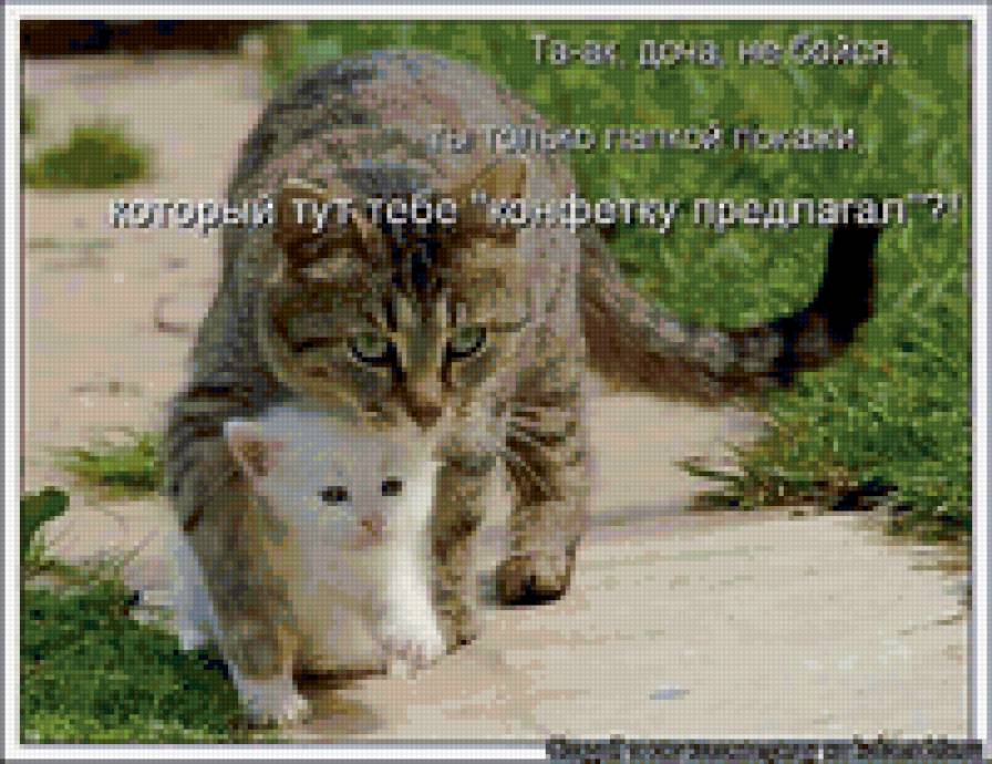 8794 - животные, природа, кошки, котята - предпросмотр