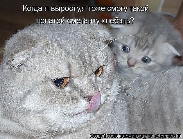 879999997 - котята, кошки, животные, природа - оригинал