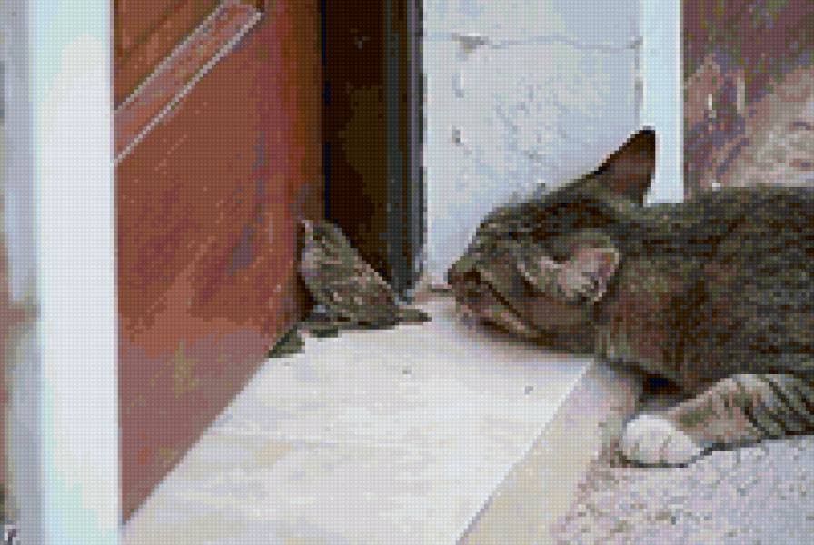 7878 - котята, кошки, животные, природа - предпросмотр