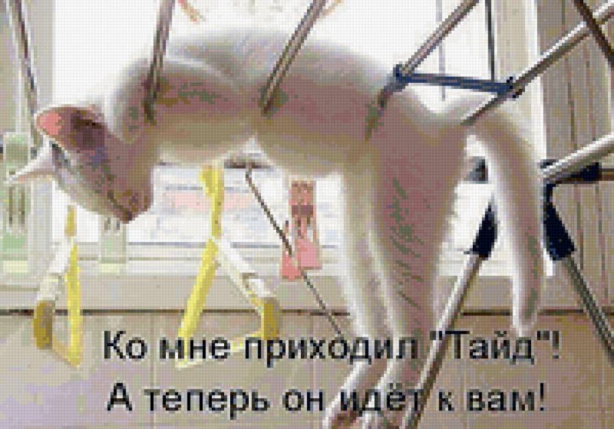 78787 - животные, котята, кошки, природа - предпросмотр