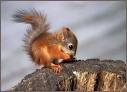 белка4 - природа, белка, животные - оригинал