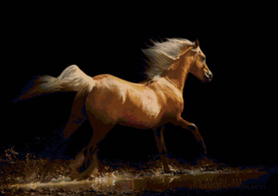 №46309 - конь, лошадь, кони, животные, лошади - предпросмотр