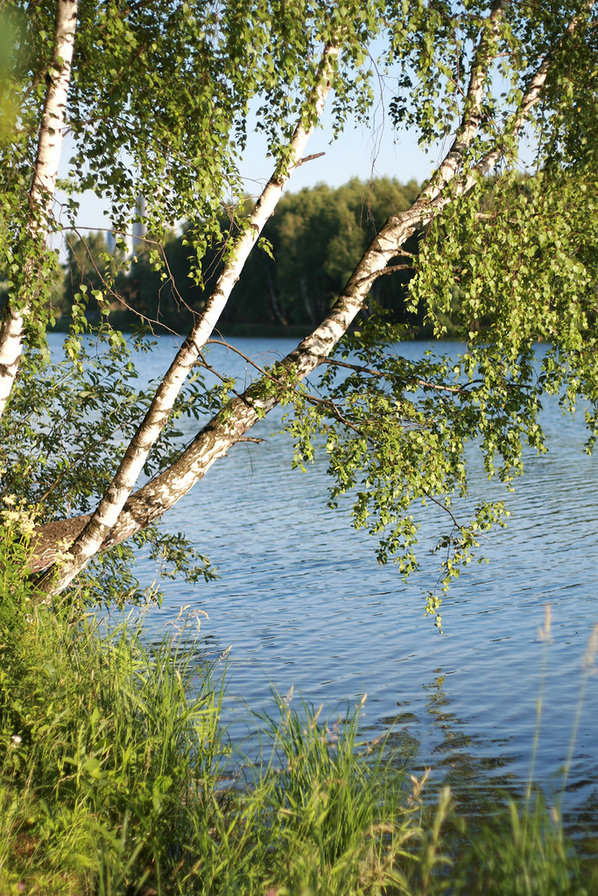 над водой - река, деревья, береза, пейзаж - оригинал