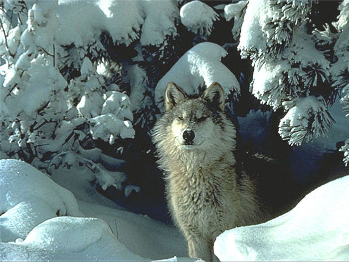 Волк - снег, животные, волк - оригинал