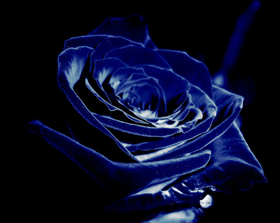 роза - роза - оригинал