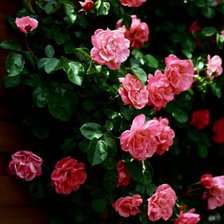 Схема вышивки «№47324»