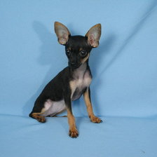 Схема вышивки «Тойчик»