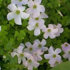 Схема вышивки «№47632»