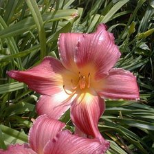 Схема вышивки «№47647»