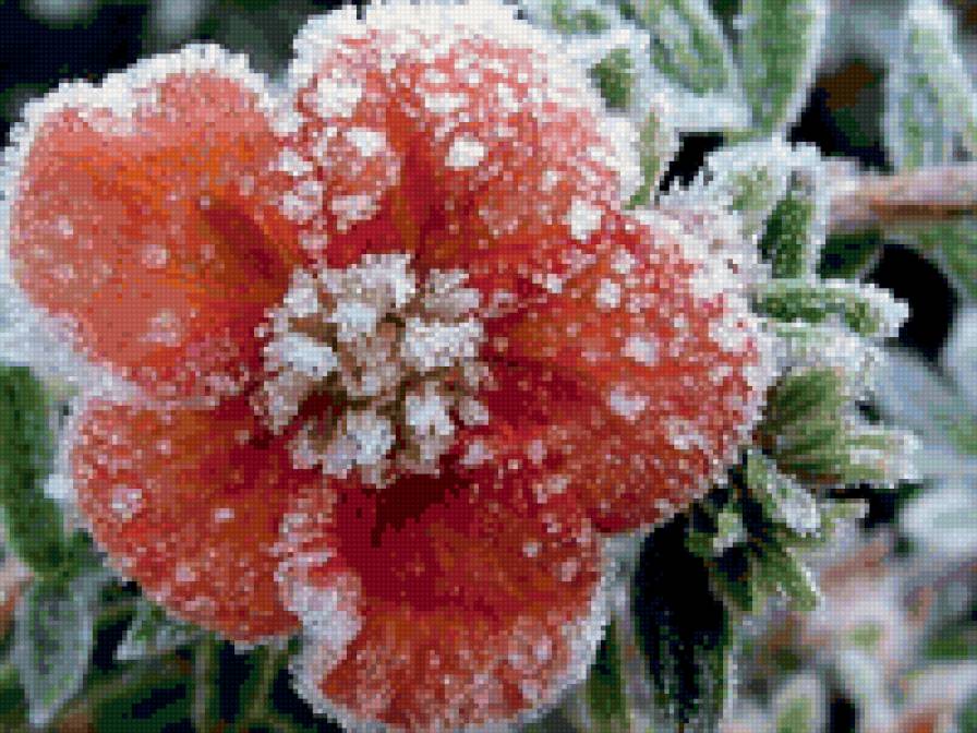 "снежная королева" - иней, красный цветок, цветы - предпросмотр