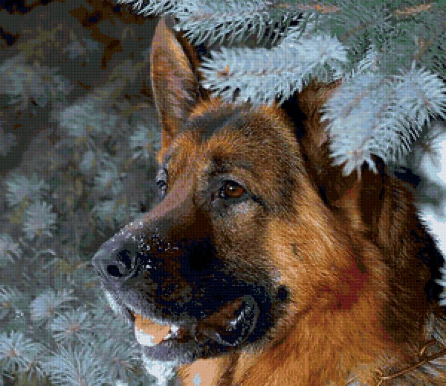 немецкая овчарка - немец, овчарка, но - предпросмотр